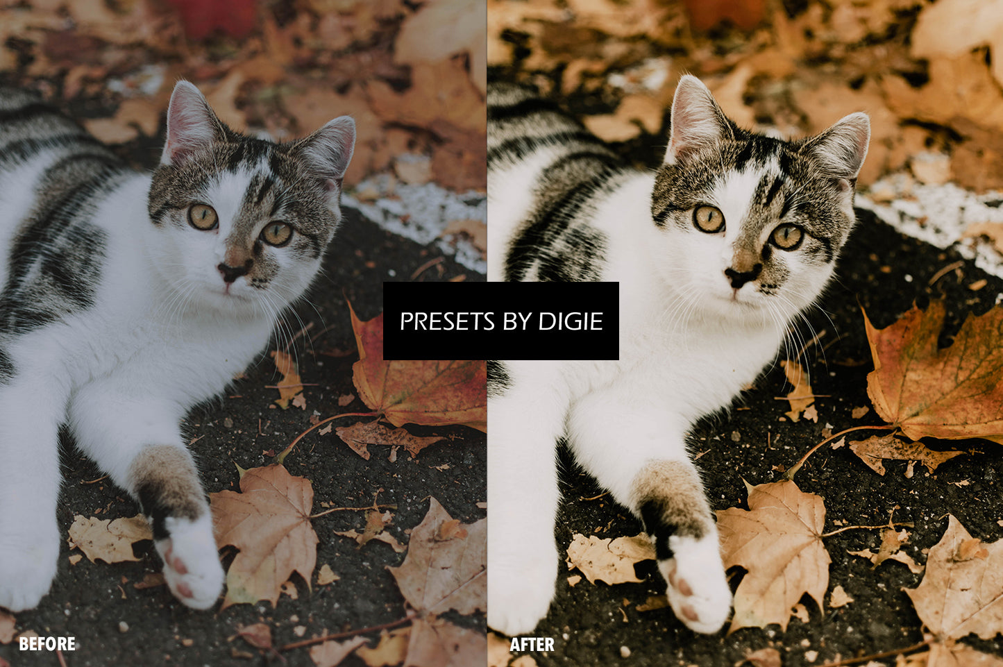 10 PUMPKIN LIGHTROOM MOBILE & DESKTOP PRESETS